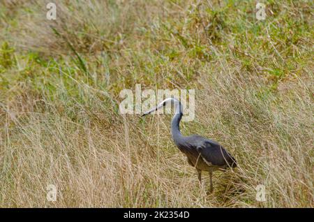 Heron à la façade blanche qui marche et chasse à la nourriture à Meadow Field, à Sydney, en Australie. Banque D'Images