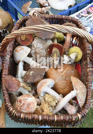 Zschepen Delitzsch, Allemagne. 21st septembre 2022. Chez l'expert certifié en champignons de la Société allemande de Mycologie, la consultante en champignons Claudia Dietrich, il y a beaucoup de champignons comestibles dans un panier, que les cueilleurs de champignons ou elle-même ont trouvé dans la forêt. À l'heure actuelle, leur consultation est en grande demande, car en raison de la situation météorologique favorable avec les averses de pluie, la croissance est très encouragée avec les champignons. Dans certaines régions forestières du nord de la Saxe, cela entraîne une récolte abondante de champignons. Credit: Waltraud Grubitzsch/dpa-Zentralbild/ZB/dpa/Alay Live News Banque D'Images