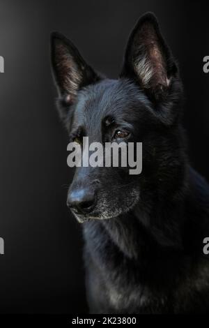 Portrait d'un chien, pur-sang allemand Berger de couleur noire sur fond noir, grand Banque D'Images