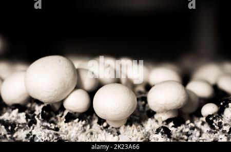 Foyer sélectif du champignon blanc (Agaricus bisporus) sur les terres agricoles de récolte, image en gros plan avec fond noir. Banque D'Images