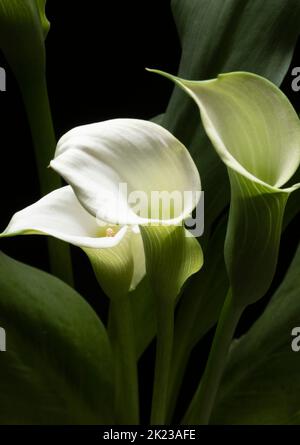 A beautiful white Peace Lily plant on a black background Stock Photo