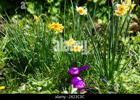 Lapin ornemental violet décoratif se trouve entre Narcissus dans le jardin à Pâques Banque D'Images