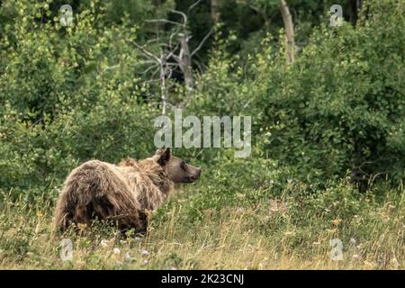 Le grizzli regarde dans le parc national Meadow of Glacier Banque D'Images