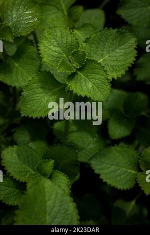 Belle couleur verte fraîche Ajwain plante aromatique à base de plantes laisse vue de dessus dans le concept de jardin. Image de feuilles vertes fraîches aux herbes aromatiques indiennes et aux épices. Banque D'Images