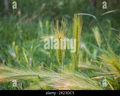 Orge commune (Hordeum vulgare L.) - une espèce de plante dans la famille des graminées. Une plante commune de grain à cultiver. Banque D'Images