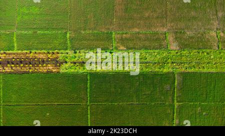 Vue aérienne sur les terres fertiles verdoyantes des rizières. Beaux paysages de zones agricoles ou de culture dans les pays tropicaux. Banque D'Images