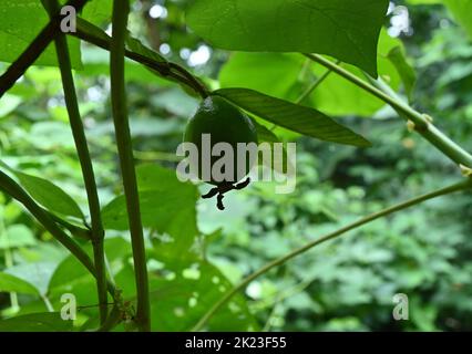 Low angle view of an immature white guava fruit hanging on a guava plant Banque D'Images