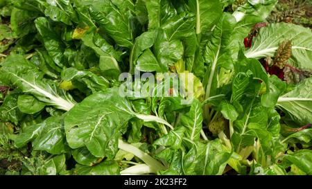 Verger vert blanc argent bio suisse feuilles grand Beta vulgaris jardin ferme agricole mûr variété fraîche cicla groupe flavescens organiquement cultivé perpetua Banque D'Images