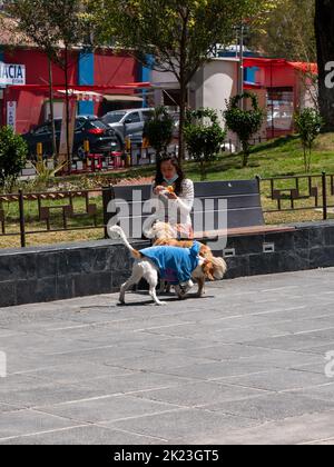 La Paz, Bolivie - 11 septembre 2022 : une jeune fille bolivienne mangeant une empanada avec quelques chiens sur la place principale de Miraflores Banque D'Images