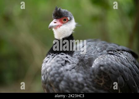 Crieur à col noir (Chuna chavaria) à Neo Park, Nago, Okinawa. Banque D'Images