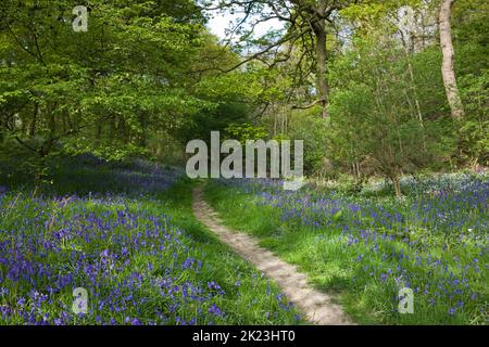 Un tapis de jacinthes des bois dans la zone ci-dessous Roseberry Topping dans Yorkshire du Nord Banque D'Images