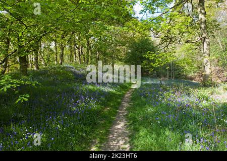 Un tapis de jacinthes des bois dans la zone ci-dessous Roseberry Topping dans Yorkshire du Nord Banque D'Images