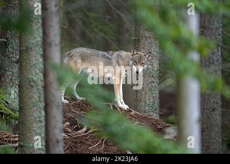 Loup eurasien, caché dans la forêt. Loup pendant le repos du matin. Europe nature. Prédateur réussi dans la forêt. Rare prédateur de nature européenne Banque D'Images