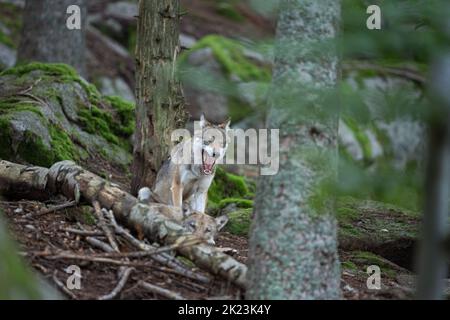 Loup eurasien, caché dans la forêt. Loup pendant le repos du matin. Europe nature. Prédateur réussi dans la forêt. Rare prédateur de nature européenne Banque D'Images