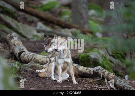 Loup eurasien, caché dans la forêt. Loup pendant le repos du matin. Europe nature. Prédateur réussi dans la forêt. Rare prédateur de nature européenne Banque D'Images