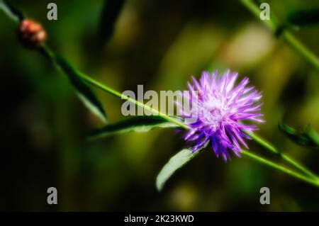 Sous-espèce pseudophrygia Centaurea phrygia L. fleur, également connu comme la centaurée perruque, grandissant dans la prairie à Kiev, Ukraine Banque D'Images