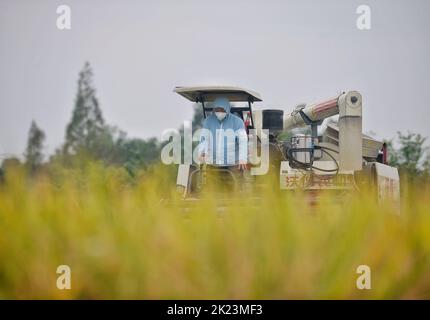 Chengdu, province chinoise du Sichuan. 22nd septembre 2022. Un agriculteur qui conduit une moissonneuse travaille dans un champ de paddy dans le village de Shanhe à Chengdu, dans la province du Sichuan, au sud-ouest de la Chine, le 22 septembre 2022. Credit: Liu Kun/Xinhua/Alay Live News Banque D'Images