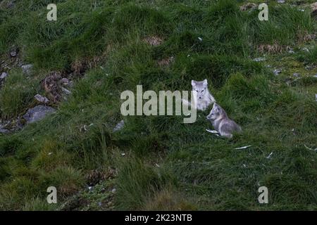 2 Pups le renard arctique (Vulpes lagopus) adulte dans le pelage d'été, dans la toundra Spitsbergen, Svalbard, Norvège Banque D'Images