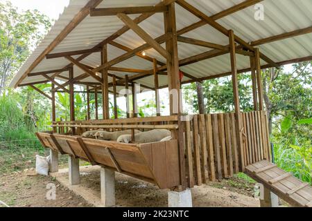 La ferme de moutons Merino ou les Ovis aries mangent de l'herbe à un panneau en bois propre Banque D'Images