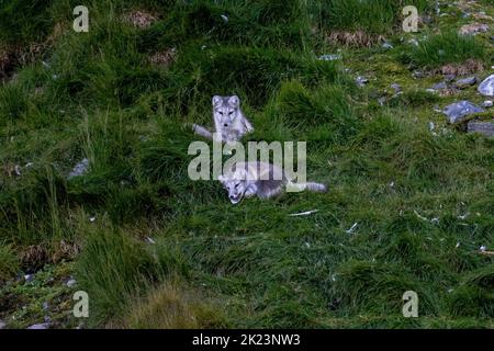 2 Pups le renard arctique (Vulpes lagopus) adulte dans le pelage d'été, dans la toundra Spitsbergen, Svalbard, Norvège Banque D'Images