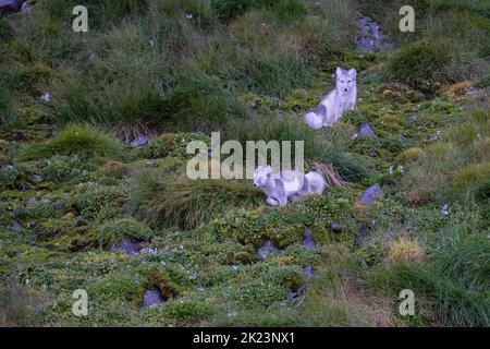 2 Pups le renard arctique (Vulpes lagopus) adulte dans le pelage d'été, dans la toundra Spitsbergen, Svalbard, Norvège Banque D'Images