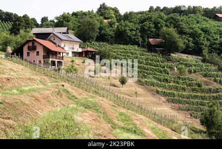 Krsko, Slovénie - 13 juillet 2021 : vignoble à flanc de colline. Plantation de Grapevine en Slovénie. Mûrissement des raisins sur la colline. Banque D'Images