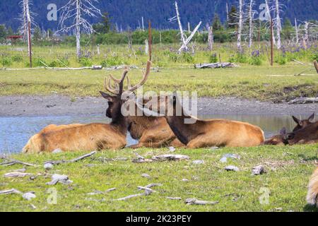 Une harde de caribous (Rangifer tarandus), parc national de Katmai, péninsule de Katmai, Alaska Banque D'Images