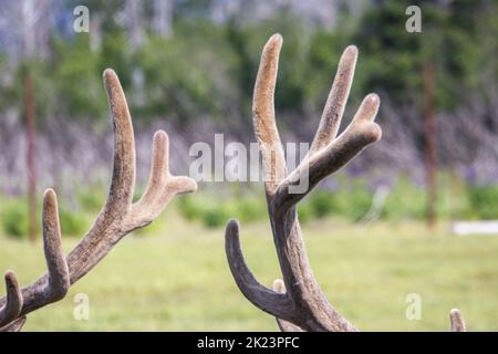 Une harde de caribous (Rangifer tarandus), parc national de Katmai, péninsule de Katmai, Alaska Banque D'Images