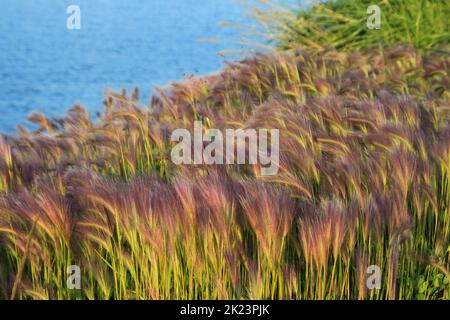 Port de plaisance et de pêche photographiés près de Homer, Alaska. Homer est une ville de Kenai Peninsula Borough, dans l'État américain de l'Alaska. Il est à 351 km (218 mi) Banque D'Images