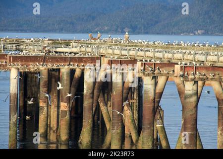 Port de plaisance et de pêche photographiés près de Homer, Alaska. Homer est une ville de Kenai Peninsula Borough, dans l'État américain de l'Alaska. Il est à 351 km (218 mi) Banque D'Images