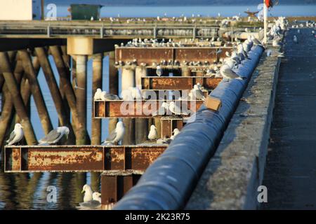 Port de plaisance et de pêche photographiés près de Homer, Alaska. Homer est une ville de Kenai Peninsula Borough, dans l'État américain de l'Alaska. Il est à 351 km (218 mi) Banque D'Images