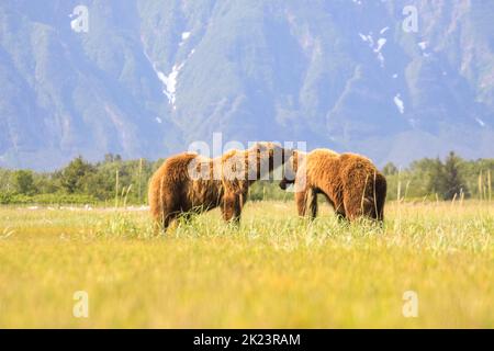 Ours grizzli alias Ours brun (Ursus arctos) posant dans le parc national de Katmai à distance observation guidée de l'ours sauvage au parc national de Katmai, en Alaska. Marron Banque D'Images