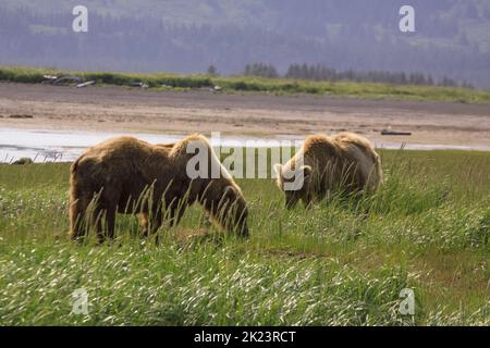 Ours grizzli alias Ours brun (Ursus arctos) posant dans le parc national de Katmai à distance observation guidée de l'ours sauvage au parc national de Katmai, en Alaska. Marron Banque D'Images