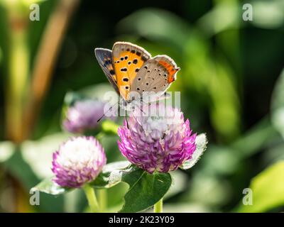 Papillon en cuivre japonais, Lycaena phlaeas daimio, se nourrissant d'une fleur d'amaranthe pourpre le long d'un bord de route à Yokohama, Japon. Banque D'Images