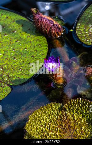 Fleur de Prickly Waterlily ou Gorgon plante (Euryale ferox) Banque D'Images