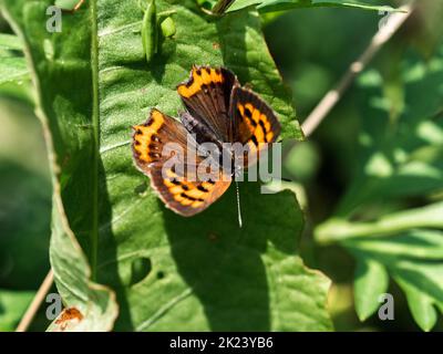 Papillon en cuivre japonais, Lycaena phlaeas daimio, reposant sur des feuilles de brousse le long d'un chemin de randonnée à Yokohama, Japon. Banque D'Images