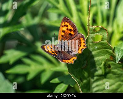 Papillon en cuivre japonais, Lycaena phlaeas daimio, reposant sur des feuilles de brousse le long d'un chemin de randonnée à Yokohama, Japon. Banque D'Images