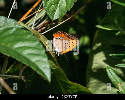 Papillon en cuivre japonais, Lycaena phlaeas daimio, reposant sur des feuilles de brousse le long d'un chemin de randonnée à Yokohama, Japon. Banque D'Images