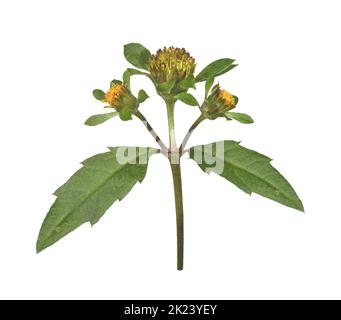 Trifid Bur-Marigold - Bidens tripartita Banque D'Images