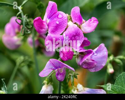 Colorful wild pink pea blossoms wet from recent rain found along a Japanese roadside near Yokohama. Stock Photo