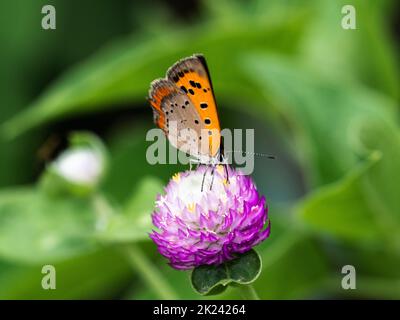 Papillon en cuivre japonais, Lycaena phlaeas daimio, se nourrissant d'une fleur d'amaranthe pourpre le long d'un bord de route à Yokohama, Japon. Banque D'Images