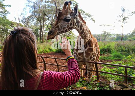 Nairobi, Kenya - 28 October 28 2017: A girl feeding a giraffe in the Nairobi Giraffe Centre (african fund for endandgered wildlife) Stock Photo