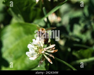 Une abeille occidentale, APIS mellifera, boit du trèfle blanc dans une petite prairie de l'ouest du Wisconsin. Banque D'Images