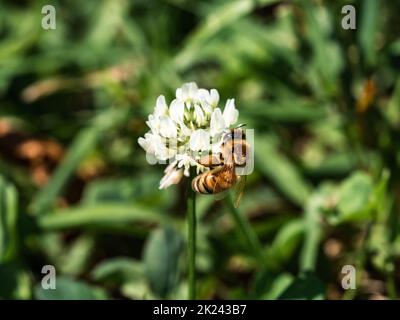 Une abeille occidentale, APIS mellifera, boit du trèfle blanc dans une petite prairie de l'ouest du Wisconsin. Banque D'Images