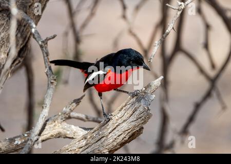 Un shrike croisé cramoisi dans la savane de Kalahari Banque D'Images