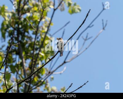 An Eastern Wood-Pewee, Contopus virens, perched on a tree branch along the Trempealeau River, in Larson Park, Whitehall, Wisconsin Stock Photo