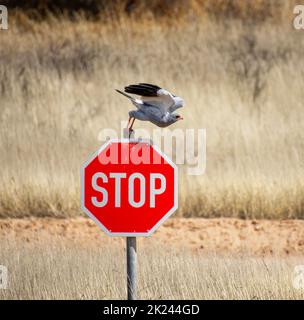 Un Pale chantant Goshawk prenant l'avion d'un panneau d'arrêt en Afrique australe Banque D'Images