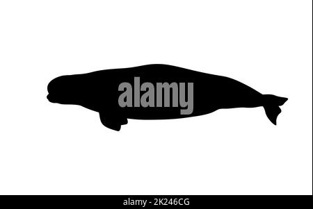 Silhouette d'un béluga. Illustration vectorielle du béluga noir de baleine isolée sur blanc. Logo, vue latérale. Illustration de Vecteur