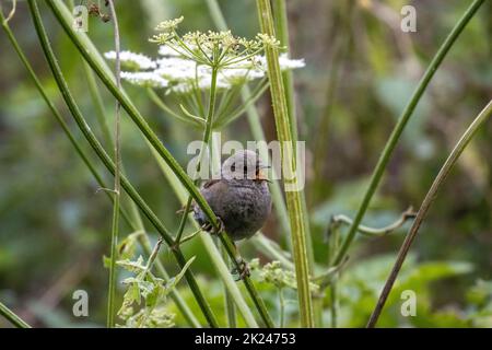 Dunnock (Prunella modularis) singing in the hedgerow underneath umbelifer flowers, UK wildlife Stock Photo