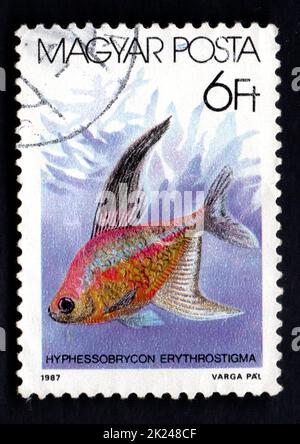 HONGRIE VERS 1987: Un timbre de poste imprimé en HONGRIE montrant des poissons tropicaux. Les poissons. Vers 1987. Timbre-poste avec vie marine. Animaux de l'océan Banque D'Images